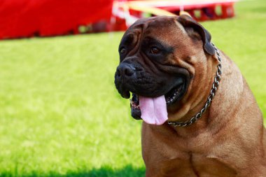 Yeşil çimenlerin üzerinde köpek doğurmak Bullmastiff