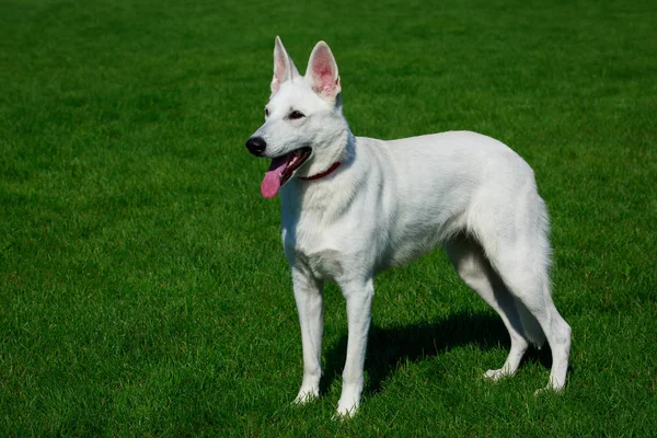 Weißer Schweizer Schäferhund Steht Auf Grünem Gras — Stockfoto