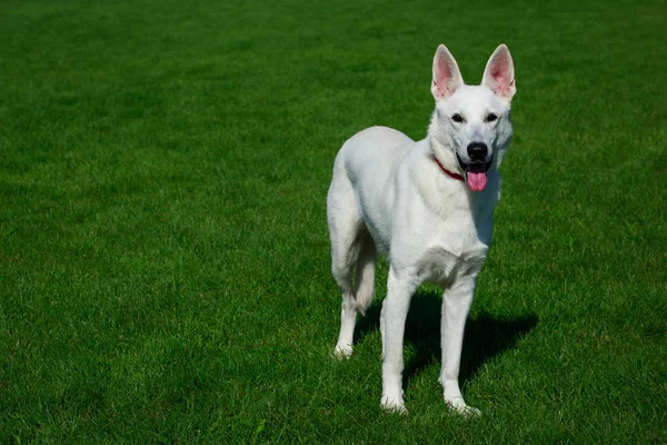 緑の芝生の上のホワイト スイス シェパード犬スタンド — ストック写真