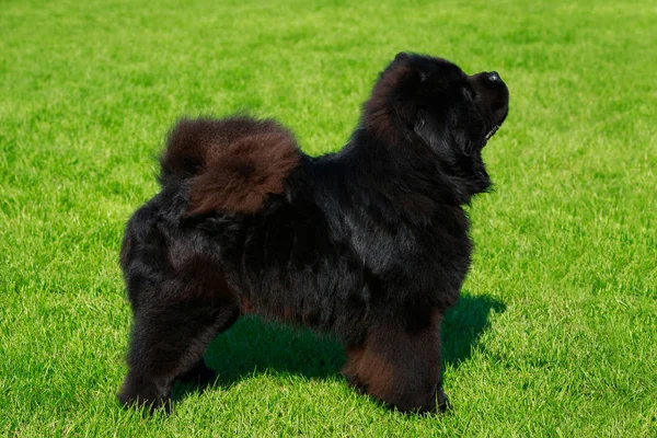 Dog Breed Chow Chow Green Grass — Stock Photo, Image