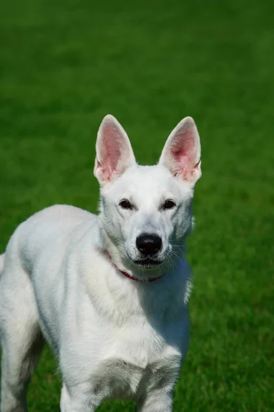 Weißer Schweizer Schäferhund Steht Auf Grünem Gras — Stockfoto