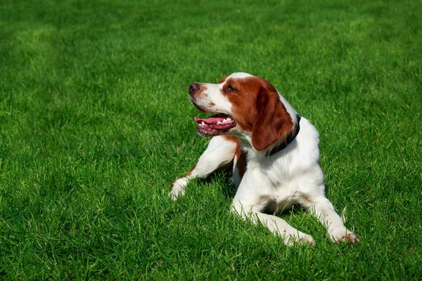 Dog Breed Breton Spaniel Green Grass — Stock Photo, Image