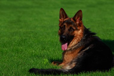 Köpek doğurmak Alman çoban yeşil çim üzerinde yalan