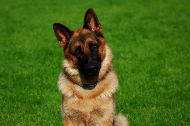 Köpek doğurmak Alman çoban yeşil çimenlerin üzerinde oturuyor