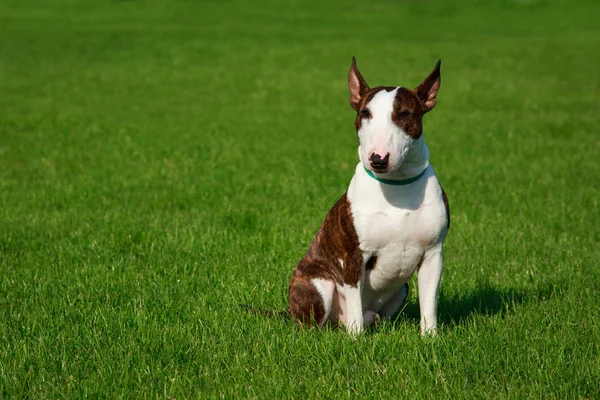 Hond Fokken Zittend Het Gras Van Terriër Van Stier — Stockfoto