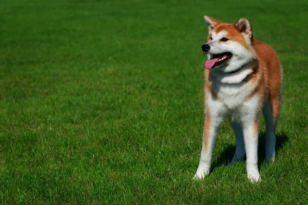 Raça Cão Akita Inu Postura Grama Verde — Fotografia de Stock