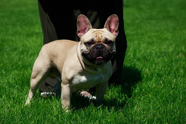 Raça Cão Bulldog Francês Grama Verde — Fotografia de Stock