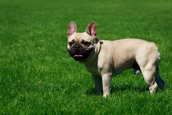 Hund Rasen Fransk Bulldog Det Gröna Gräset — Stockfoto