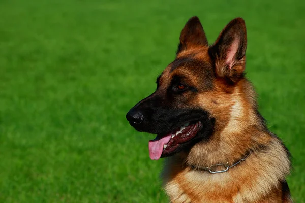 Perro Raza Pastor Alemán Está Sentado Una Hierba Verde —  Fotos de Stock