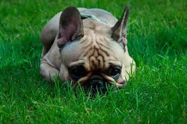 Raça Cão Bulldog Francês Grama Verde — Fotografia de Stock