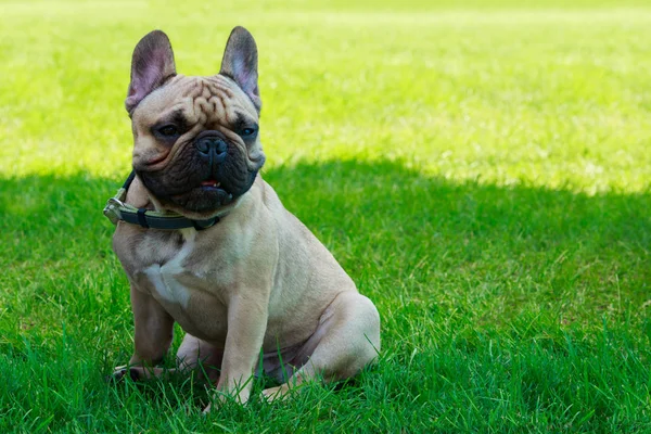 Hund Rasen Fransk Bulldog Det Gröna Gräset — Stockfoto