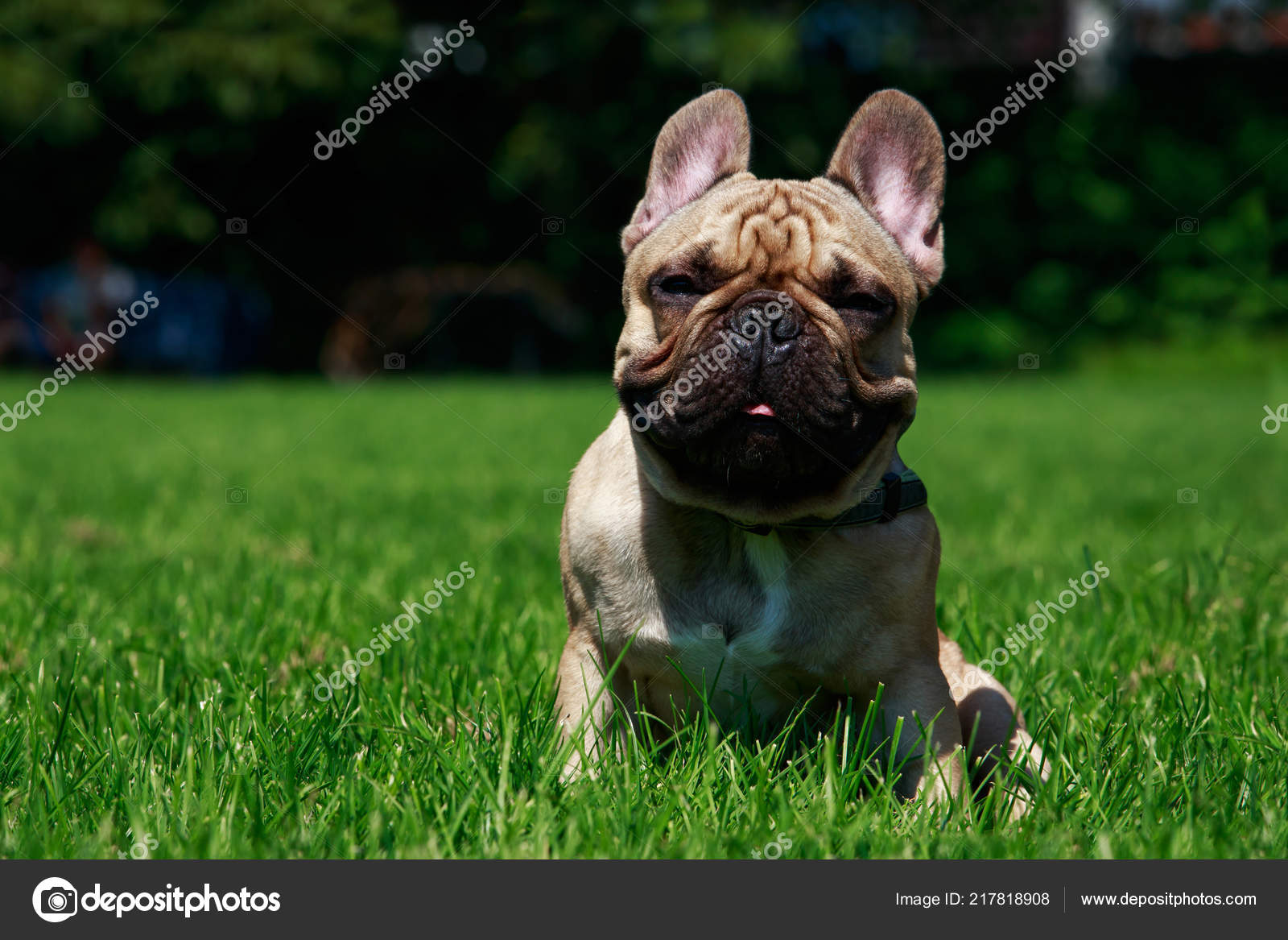 Chien Race Bouledogue Français Sur Herbe Verte