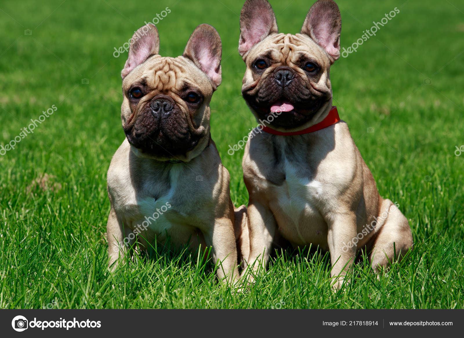 Deux Race Chiens Bouledogue Français Sur Herbe Verte