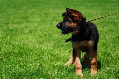 Yeşil çimenlerin üzerinde Alman çoban doğurmak köpek yavrusu