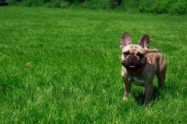 Yeşil çimenlerin üzerinde köpek doğurmak Fransız buldozer