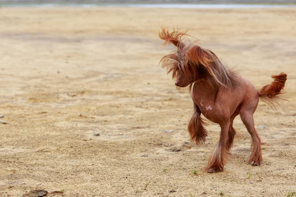 Psí Plemeno Čínský Chocholatý Pes Stojí Písku — Stock fotografie