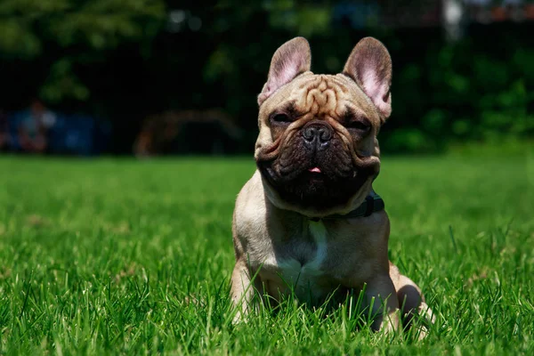 Yeşil çimenlerin üzerinde köpek doğurmak Fransız buldozer