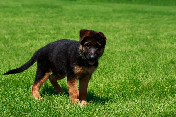 Pequeño Cachorro Raza Pastor Alemán Sobre Hierba Verde — Foto de Stock