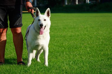 Beyaz swiss çoban köpeği stand yeşil çimenlerin üzerinde