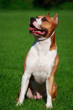 Köpek doğurmak Amerikan Staffordshire Terrier yakın çekim yeşil çimenlerin üzerinde
