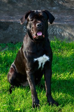 Köpek doğurmak italiano cane corso yeşil çimenlerin üzerinde