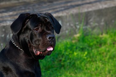 Köpek doğurmak Italiano Cane Corso yakın çekim