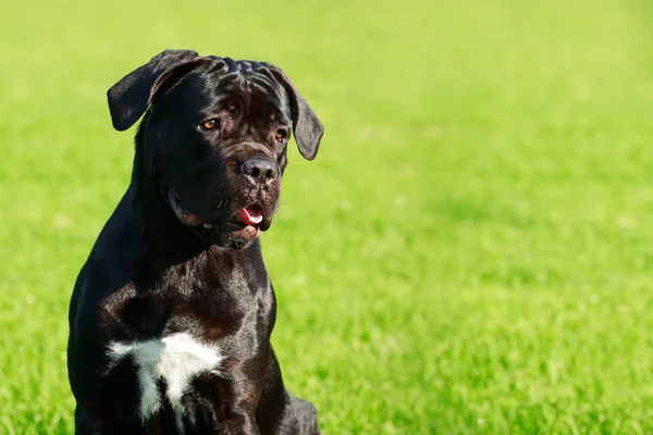 Köpek doğurmak Italiano Cane Corso yakın çekim