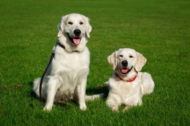 İki Golden retriever köpek yeşil çimenlerin üzerinde