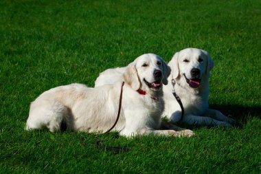 İki Golden retriever köpek yeşil çimenlerin üzerinde