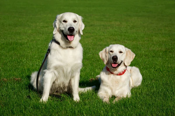 Dos Perros Golden Retriever Una Hierba Verde — Foto de Stock