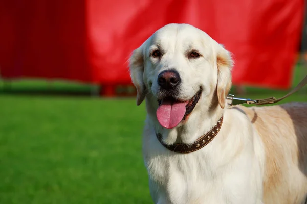 Hund Rasen Golden Retriever Ett Grönt Gräs — Stockfoto