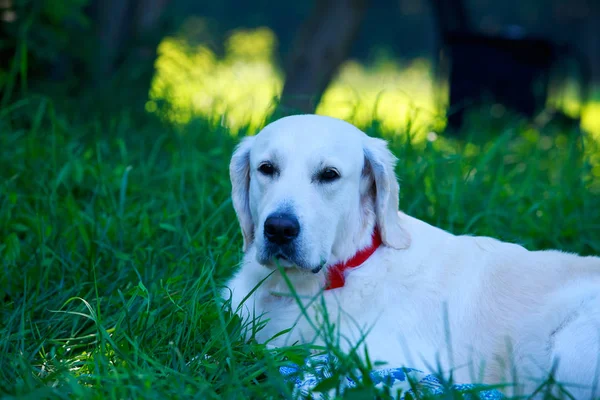 Raça Cão Golden Retriever Uma Grama Verde — Fotografia de Stock