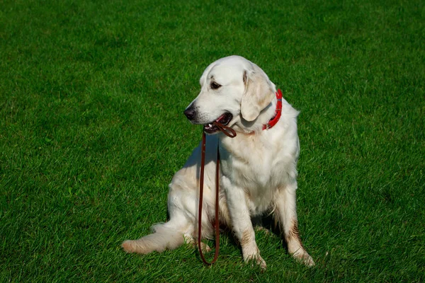 Hund Rasen Golden Retriever Ett Grönt Gräs — Stockfoto