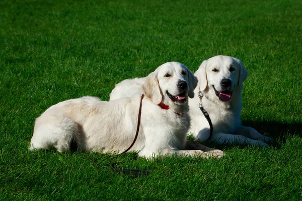 Dos Perros Golden Retriever Una Hierba Verde — Foto de Stock