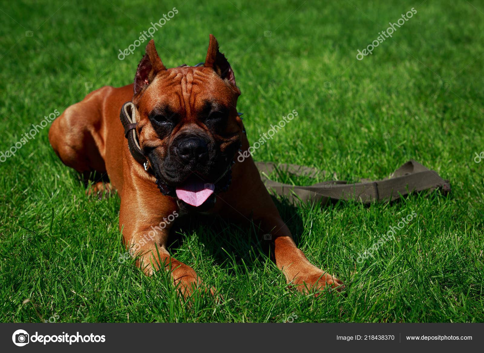 Chien Race Boxer Allemand Gros Plan Sur Herbe Verte