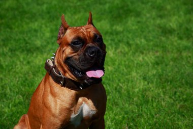 Köpek doğurmak Alman boksör yakın çekim yeşil çimenlerin üzerinde