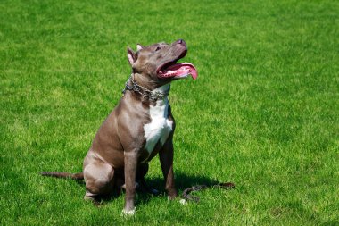 Amerikalı çukur boğa korkunç doğurmak köpek