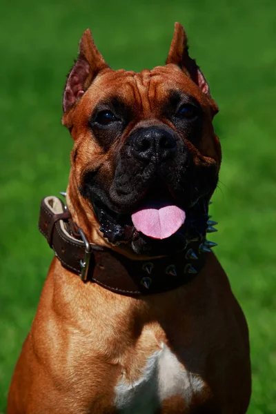 Σκύλος Φυλή Γερμανικά Μπόξερ Γκρο Πλαν Για Την Πράσινη Χλόη — Φωτογραφία Αρχείου
