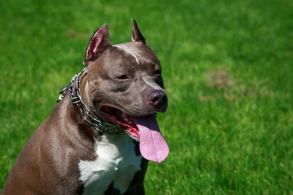 Amerikalı Çukur Boğa Korkunç Doğurmak Köpek — Stok fotoğraf