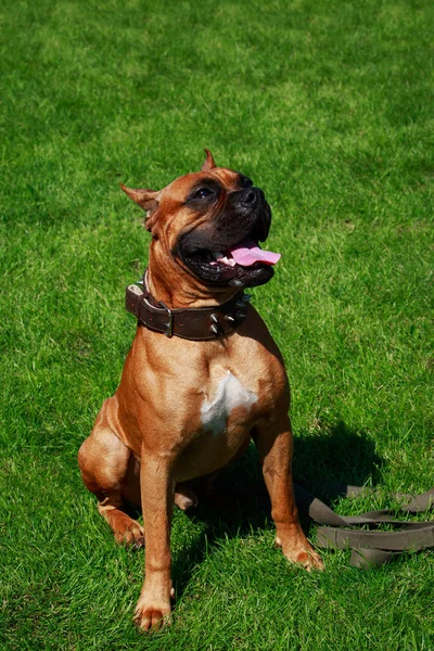 Pies Rasy Bokser Niemiecki Zbliżenie Zielonej Trawie — Zdjęcie stockowe