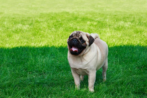 Hund Rasen Mops Det Gröna Gräset — Stockfoto