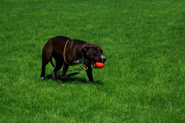 Amerikalı Çukur Boğa Korkunç Doğurmak Köpek — Stok fotoğraf