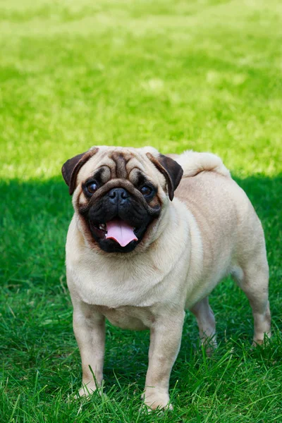 Hund Rasen Mops Det Gröna Gräset — Stockfoto