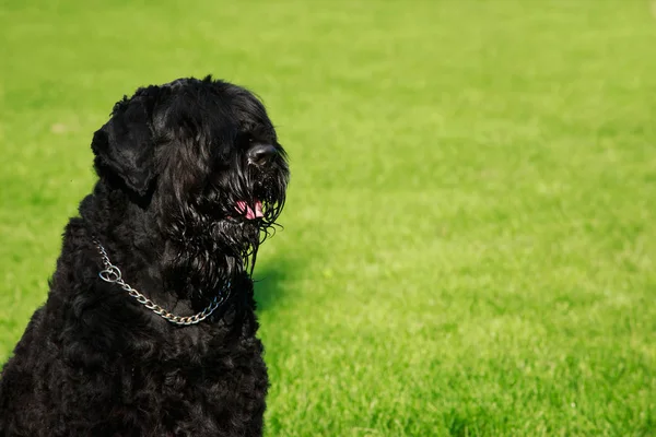 Hund Rasen Rysk Svart Terrier Sitter Grönt Gräs — Stockfoto