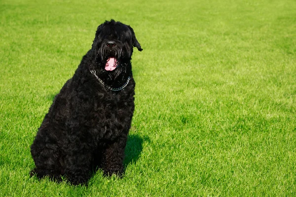 Hunderasse Russischer Schwarzer Terrier Sitzt Auf Grünem Gras — Stockfoto