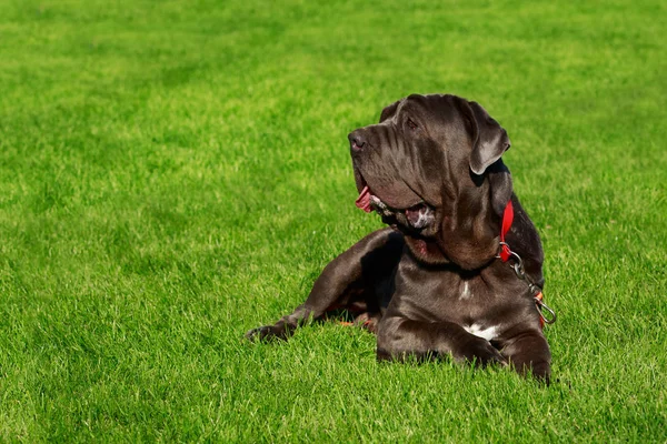 Hunderasse Neapolitanische Dogge Auf Einem Grünen Gras — Stockfoto