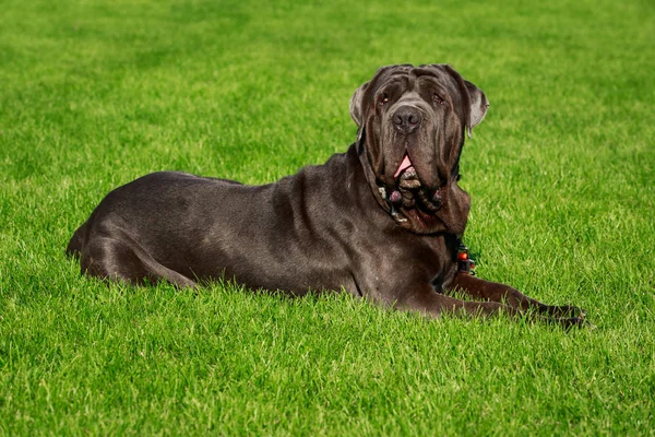 緑の芝生の上はナポリタン マスティフ犬します — ストック写真