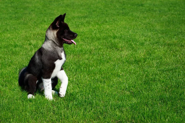 Szczeniak Pies Rasy Akita Amerykańska Siedzieć Zielonej Trawie — Zdjęcie stockowe