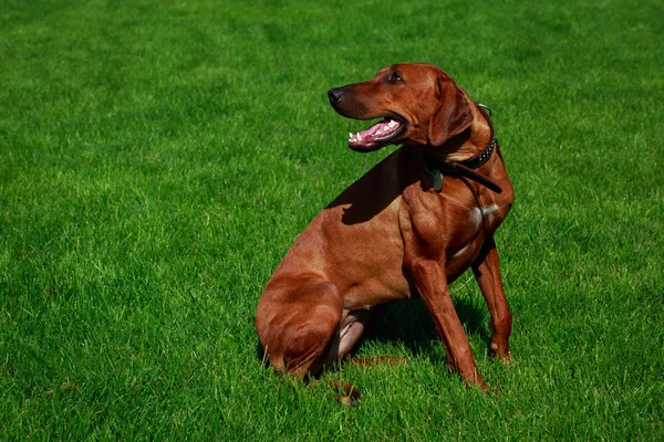 Pies Rasy Rhodesian Ridgeback Siedzi Zielonej Trawie — Zdjęcie stockowe
