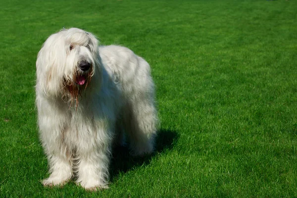 Pies Rasy Owczarek Rosyjski Południowej Stoją Zielonej Trawie — Zdjęcie stockowe